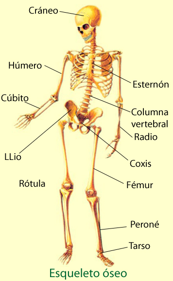 El cuerpo humano