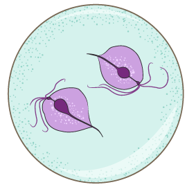 Chlamydia trachomatis